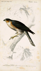 Illustration of birds. 