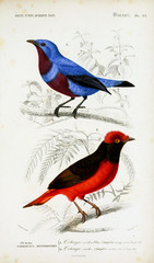 Illustration of birds.