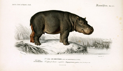 Illustration of a Hippo