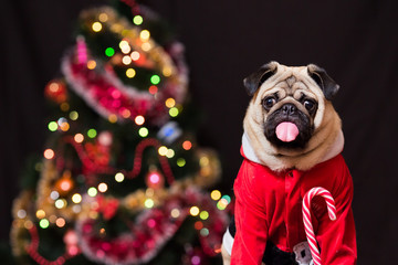 Funny Christmas pug in Santa Claus costume with a candy cane near the Christmas tree