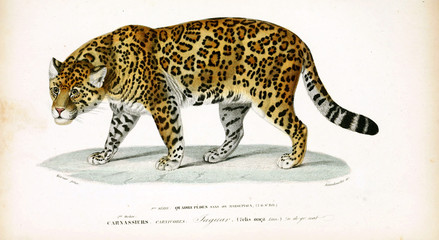 Illustration of Panther
