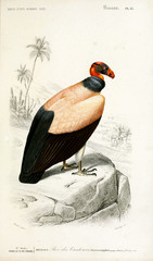Illustration of birds.