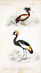 Illustration of bird.