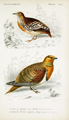 Illustration of bird.