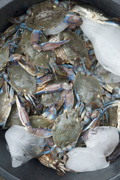 Group of Jaibas or blue crabs in Izabal, Guatemala. Callinectes sapidus