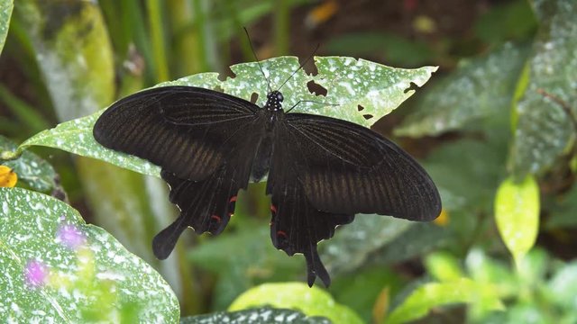 Great Hellen Butterfly on a Leaf, in Closeup. UHD 4k video
