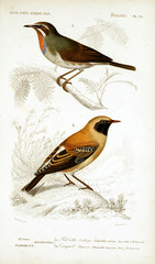 Illustration of bird.