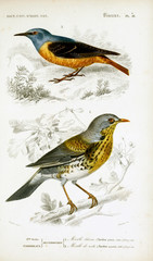 Obraz premium Illustration of bird.