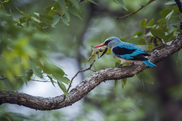 Woodland kingfisher in Kruger National park, South Africa