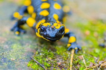 The Prince of Salamanders