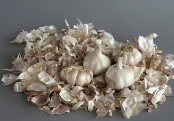 The garlic in the husk on a gray background