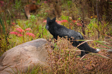 Silver Fox (Vulpes vulpes) Looks Away