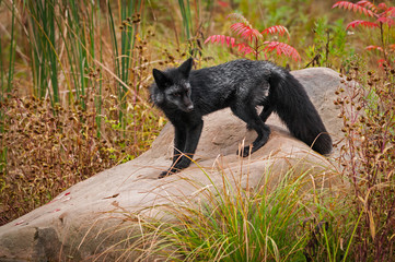Fototapeta premium Silver Fox (Vulpes vulpes) Stands on Rock