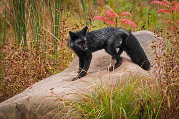 Silver Fox (Vulpes vulpes) Stands on Rock