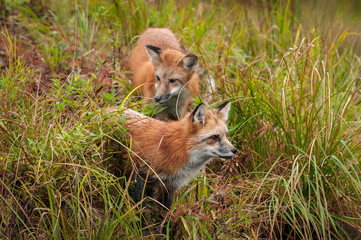 Two Red Fox (Vulpes vulpes) in the Grass