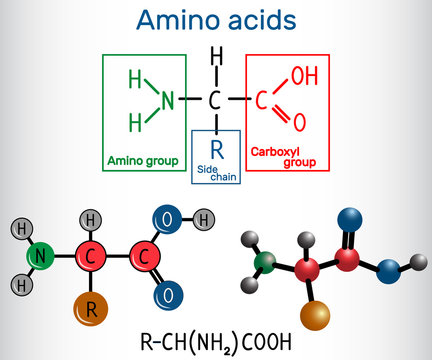 General Formula Of Amino Acids, Which Are Building Blocks Of Proteins And Muscle Fibers. Structural Chemical Formula And Molecule Model