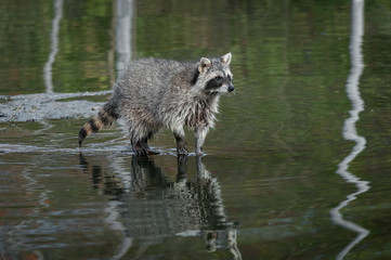 Raccoon (Procyon lotor) Stands in Water