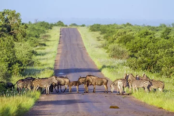 Afwasbaar Fotobehang Zuid-Afrika Blauwe gnoe en vlakteszebra in het Nationale park van Kruger, Zuid-Afrika