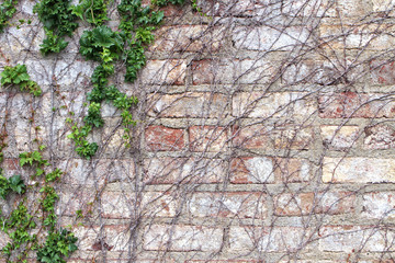 Brick and Vine