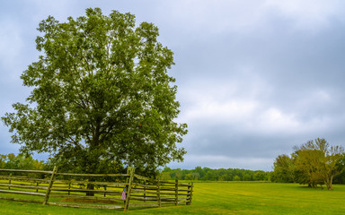 The Mercer Oak named in honor of Brigadier General Hugh Mercer. Princeton, New Jersey 