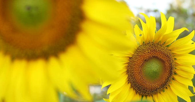 beautiful sunflower in sunny summer day