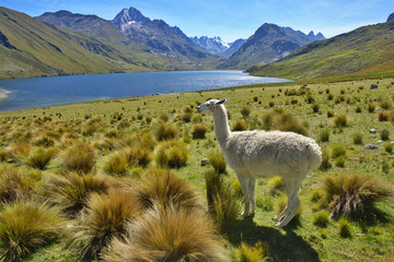 Lama na tle peruwiańskich Andów