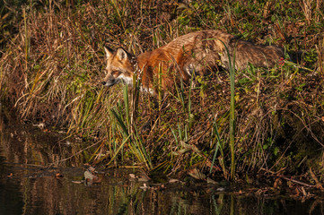Red Fox (Vulpes vulpes) Looks Out From Shore