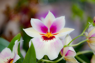 Fototapeta premium Orquideas