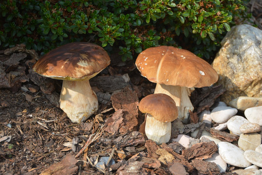 The mushroom