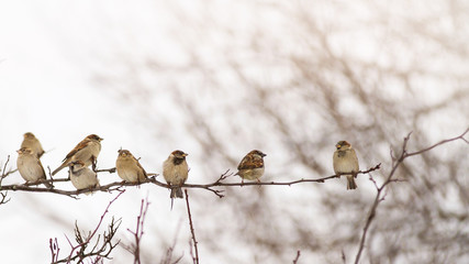 Flock of sparrows perched on a branch in the winter singing to themselves; Group of small birds sitting in a row on a branch