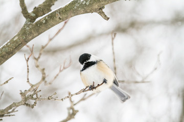 Black-Capped Chickadee perched on a branch in the winter; small bird sitting on a branch in the winter, feathers ruffled