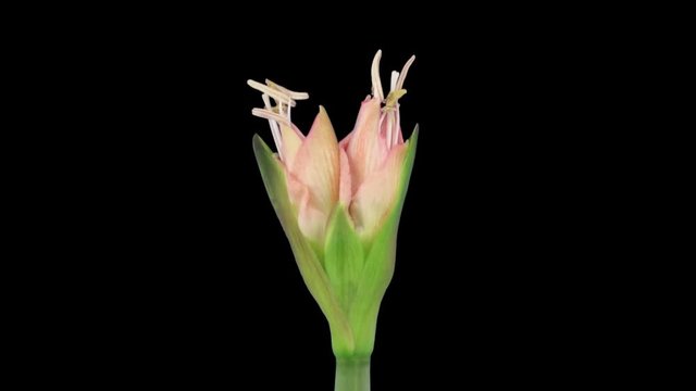 Time-lapse of opening Amaryllis Minerva Christmas flower 1x2 in RGB + ALPHA matte format isolated on black background