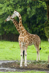 Two giraffes under the rain safari auto park in Guatemala. Giraffa camelopardalis