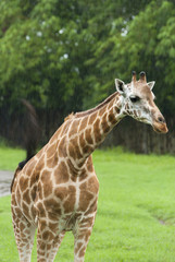 One giraffe under the rain safari auto park in Guatemala. Giraffa camelopardalis