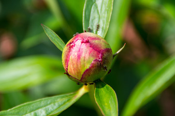 Knospe Pfingstrose