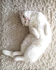 süsse weiße katze liegt auf dem teppich 