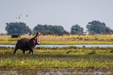 Hippo, with mouth wide open, running and dancing with small birds on the bank of the Chobe River,...