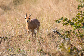 A shy steenbok watching from the tall dry grass of the winter grassland, Botswana, Africa
