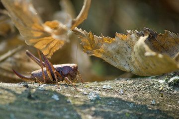 Grasshopper in natural forrest environment