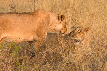 Two female lions, lionesses, exchanging loving communication in the tall dry grass of the winter grassland, Botswana, Africa
