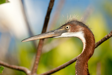 Bird in Nayarit