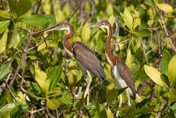 Bird in Nayarit