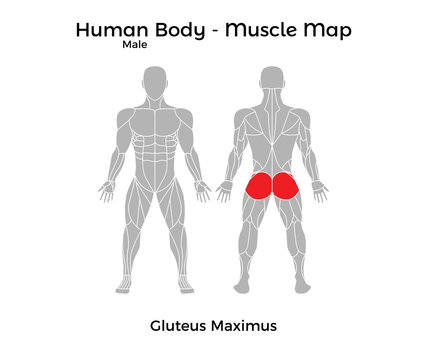 Male Human Body - Muscle map, Gluteus Maximus. Vector Illustration - EPS10.