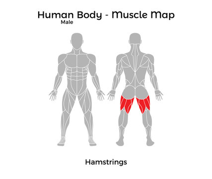 Male Human Body - Muscle map, Hamstrings. Vector Illustration - EPS10.