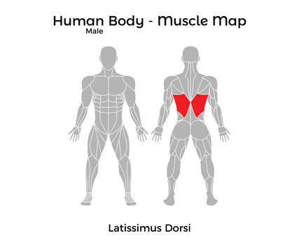 Male Human Body - Muscle map, Latissimus Dorsi. Vector Illustration - EPS10.