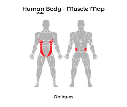 Male Human Body - Muscle map, Obliques. Vector Illustration - EPS10.