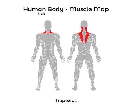 Male Human Body - Muscle map, Trapezius. Vector Illustration - EPS10.