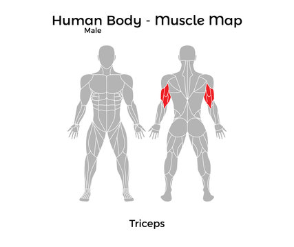 Male Human Body - Muscle map, Triceps. Vector Illustration - EPS10.