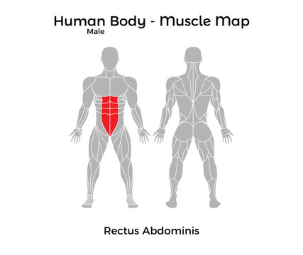 Male Human Body - Muscle map, Rectus Abdominis. Vector Illustration - EPS10.