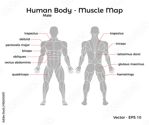 Male Human Body Muscle Map With Major Muscle Names Front And Back Vector Eps 10 Illustration Wall Mural Idris